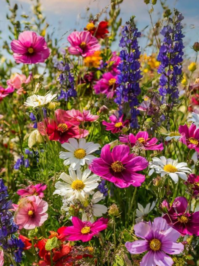 Flores Exóticas do Brasil